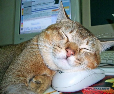 Mouse & cat.jpg